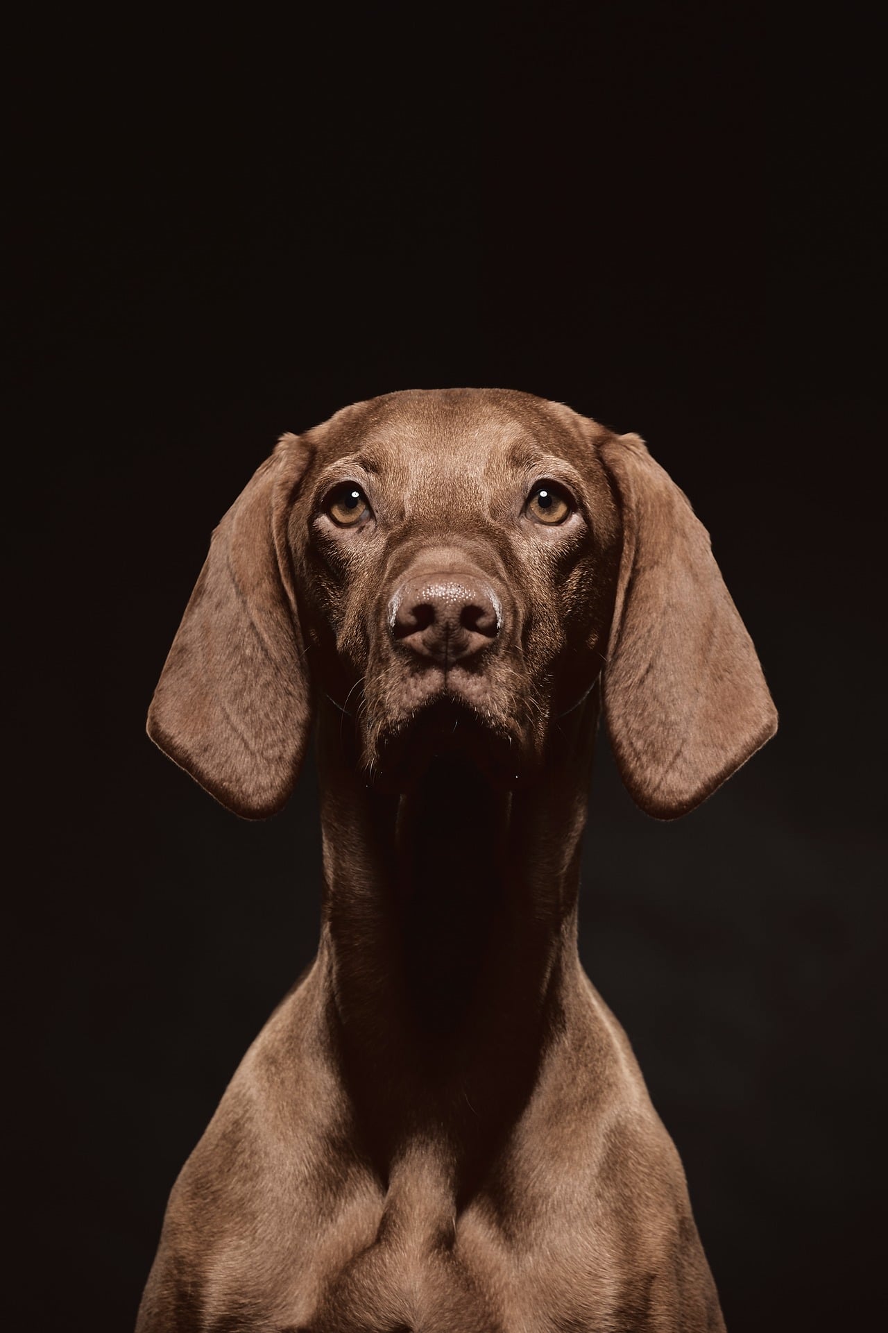 Dog portrait CLIX